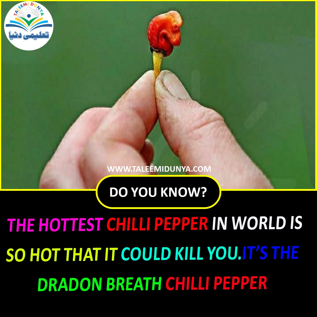 the hottest chilli paper